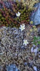 Saxifraga bronchialis