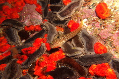 Chalaroderma ocellata