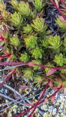 Saxifraga bronchialis