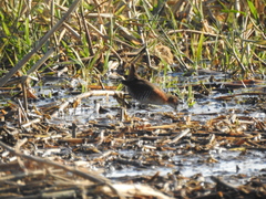 Laterallus melanophaius