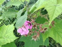 Rubus odoratus