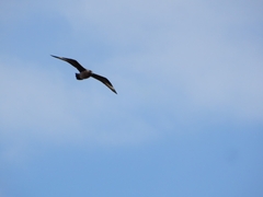 Stercorarius skua