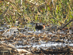 Laterallus melanophaius