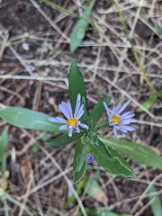 Dieteria canescens