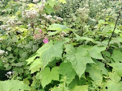 Rubus odoratus