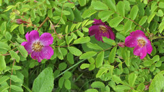 Rosa pendulina