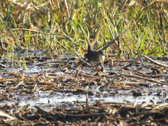 Laterallus melanophaius