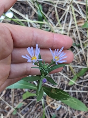 Dieteria canescens