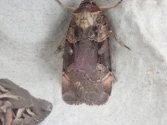 Pseudohermonassa bicarnea