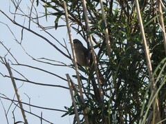 Phacellodomus striaticollis