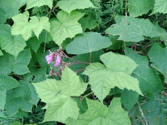 Rubus odoratus