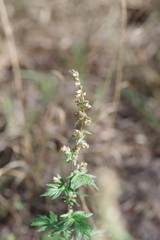 Artemisia vulgaris