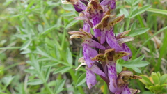 Orchis spitzelii