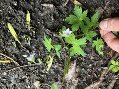 Geranium thunbergii