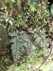 Trichomanes obscurum