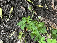 Geranium thunbergii