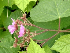Rubus odoratus