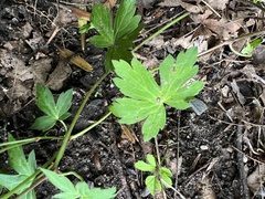 Geranium thunbergii