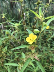 Ludwigia alternifolia