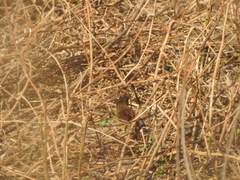 Agelasticus cyanopus