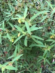 Ludwigia alternifolia
