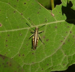 Gomphocerippus rufus