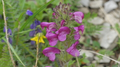 Pedicularis gyroflexa