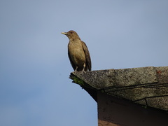 Turdus grayi