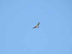 Rupornis magnirostris