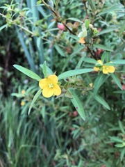 Ludwigia alternifolia