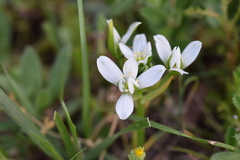 Ornithogalum