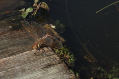 Aeshna grandis