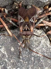 Leptoglossus occidentalis