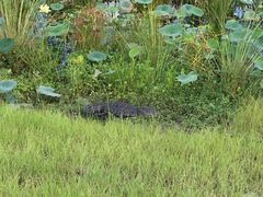 Alligator mississippiensis image