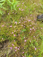 Agalinis neoscotica