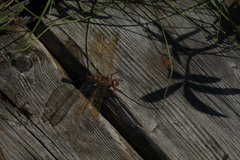 Aeshna grandis