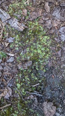 Marchantia