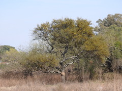 Vachellia caven