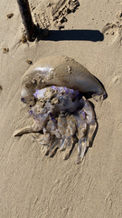 Rhizostoma pulmo