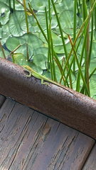 Anolis carolinensis