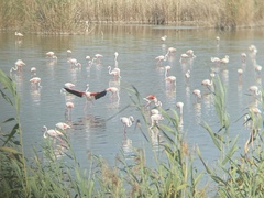 Phoenicopterus roseus