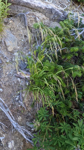 Graphephorum cernuum, photograph 2