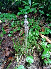 Monotropa uniflora