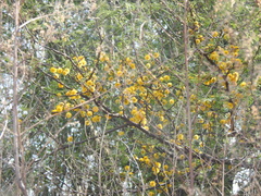 Vachellia caven