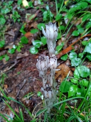 Monotropa uniflora