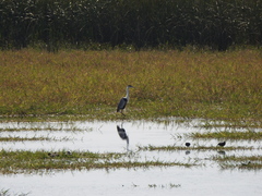 Ardea cocoi