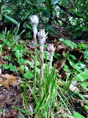 Monotropa uniflora