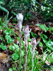 Monotropa uniflora