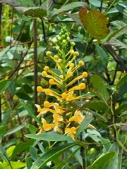 Platanthera ciliaris