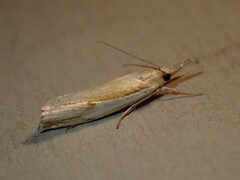 Crambus